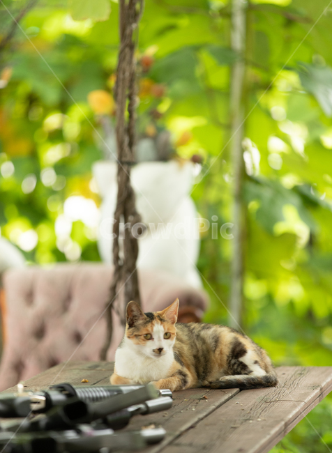 고양이,동물,미묘,야옹이,반려묘,동물,animal,포유류,mammal,고양이,cat,kitten,kitty
