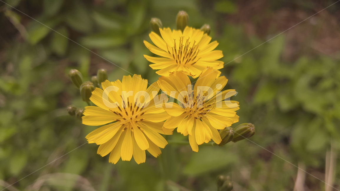 노란꽃,노란색,노랑,들꽃,꽃,식물,클로즈업,자연,봄꽃,봄,yellow,yellowflowers,flower,wildflower,closeup,plants,nature
