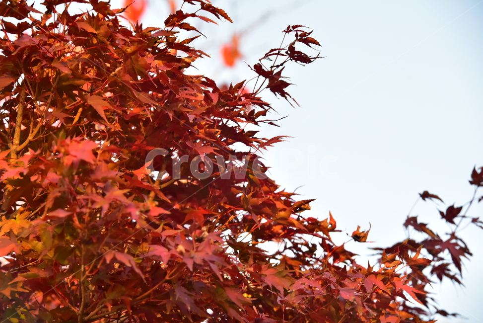 단풍나무,단풍,단풍잎,잎,별모양,갈색잎,maple,가을,계절,fall,autumn,season,leaf,plant,식물,tree,나무
