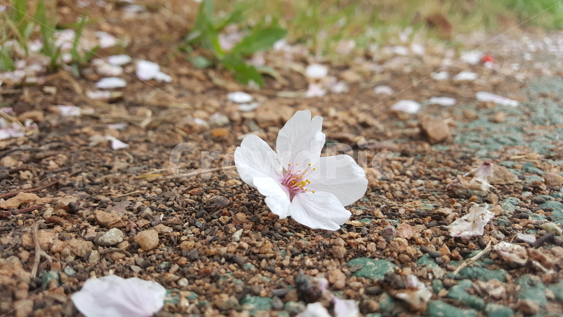벚꽃,봄,cherryblossom,배경화면,sakura,꽃
