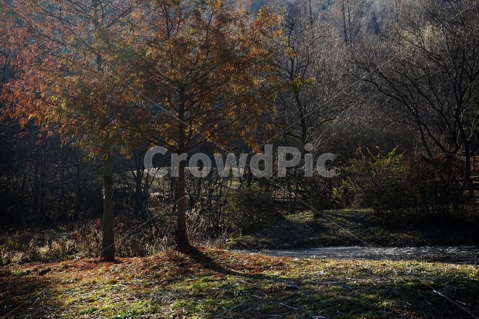 겨울,나무,공원,추위,winter,tree,park,garden,trees,cold,plant,식물,tree trunk,나무 줄기