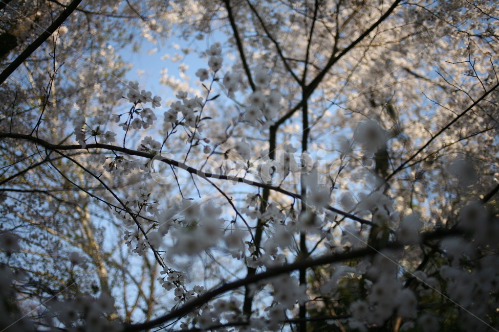 꽃,벚꽃,flower,cherryblossom,정릉,blossom,plant,식물