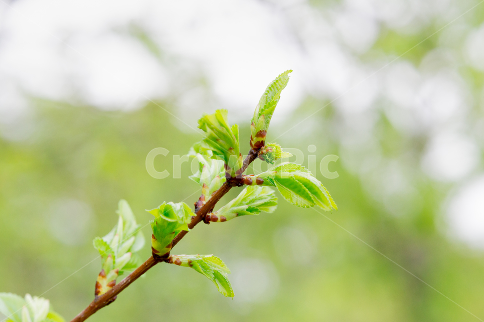 봄,아침이슬,빛방울,새싹,휴식,식물,자연,plants,nature,감성,sensible,feeling,휴식,힐링,rest,relaxation,healing