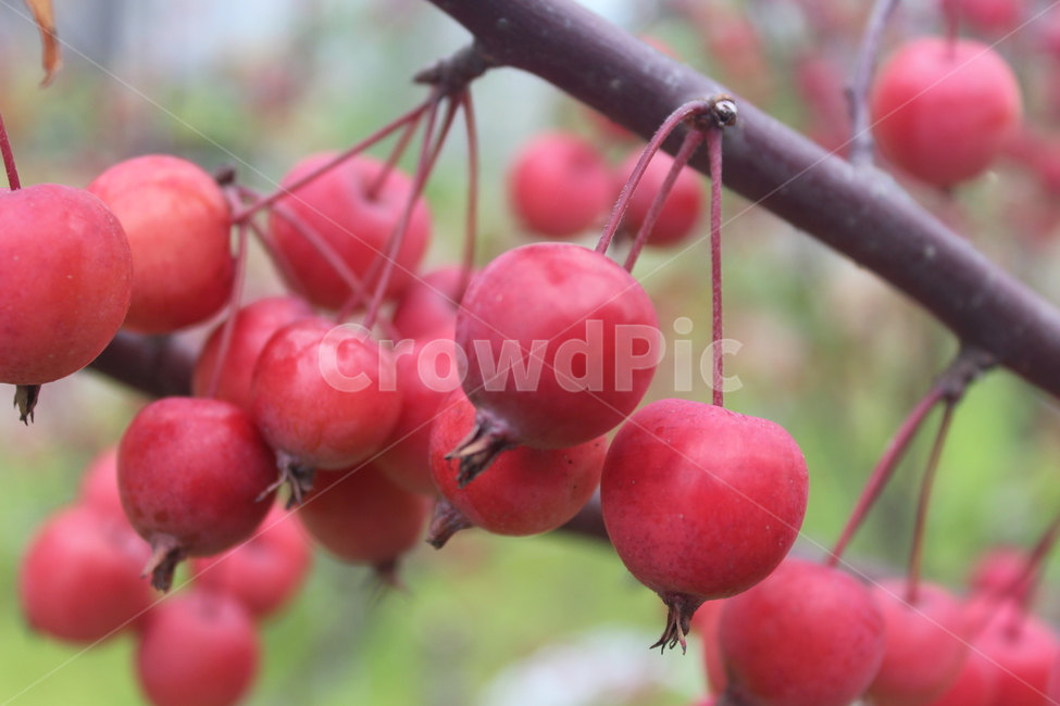 plant,식물,fruit,과일,사과,과일,열매,fruit,농업,농사,agriculture,farming,farming industry