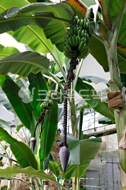 바나나,바나나나무,열대과일,과일,열매,먹거리,음식,송이,과실,식물원,온실,실내,나뭇잎,잎,식물,자연,열대식물,식물,자연,plants,nature