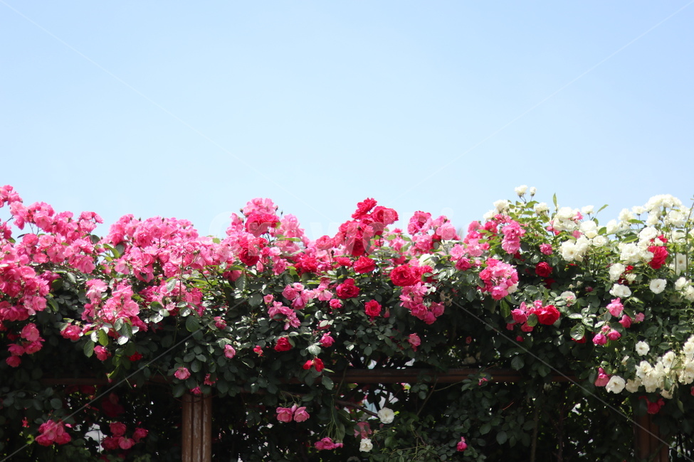 장미,핑크,5월,풍경,맑음,빛,식물,자연,plants,nature,꽃,flower