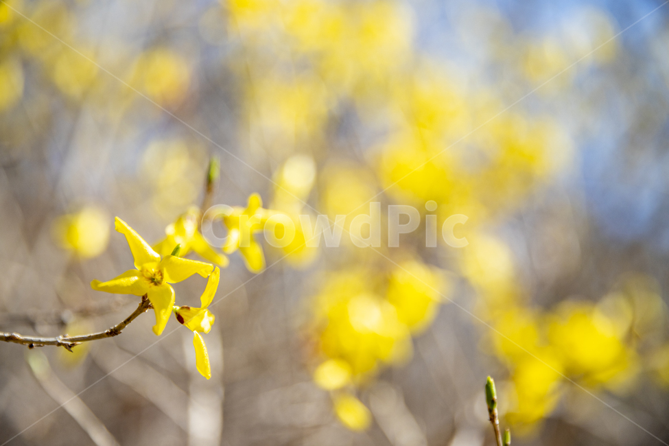 개나리,봄,봄꽃,노란꽃,koreanforsythia,yellow,spring,flower,봄,계절,spring,season,식물,자연,plants,nature,꽃,flower,plant