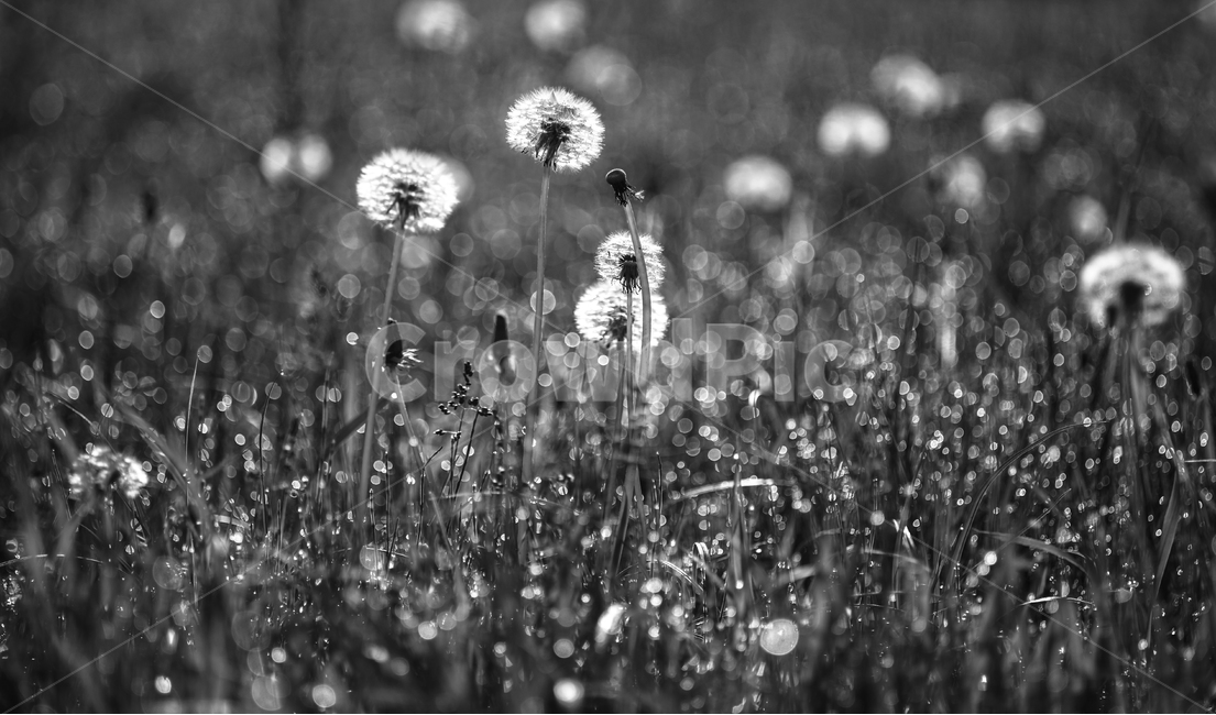 아침,이슬,봄빛,민들레,홀씨,식물,자연,plants,nature,흑백,모노톤,monochrome,black and white