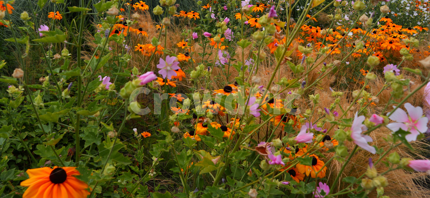 해바라기,꽃,색감,식물,풀,자연,flower