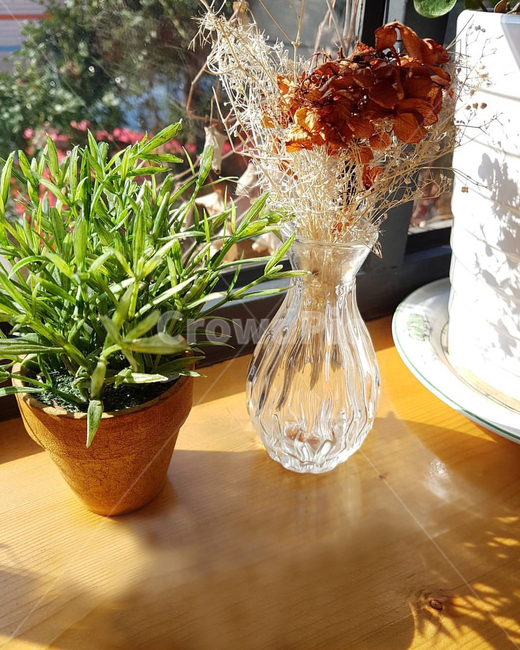 까페,화분,꽃병,햇살,shine,sunny,cafe,여유로운,나른한,밝은,안개꽃,허브,식물,plant,vase,실내용화초,화분,화초,house plant