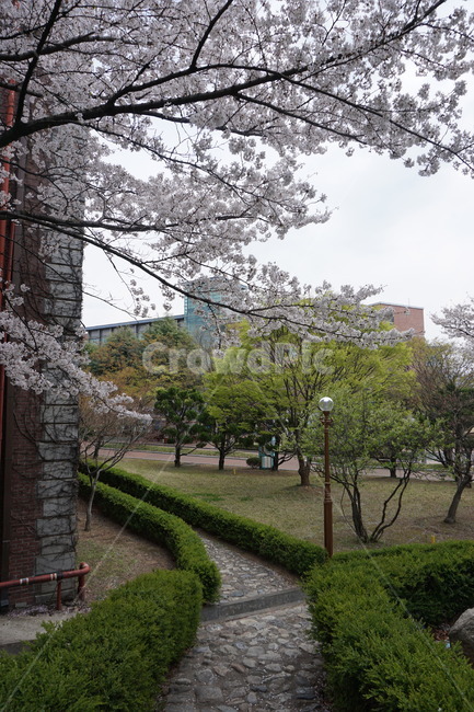 벚꽃,산책,산책로,자갈,자갈길,풍경,꽃,자연,봄,나무