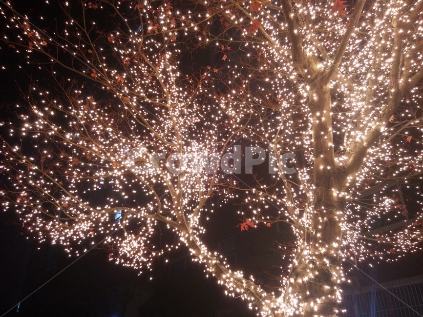 밤,어둠,크리스마스,성탄절,나무,크리스마스트리,christmas,tree,night,darkness,light,빛,야경,밤,풍경,nightscape,night,landscape,nature,자연,outdoors,옥외