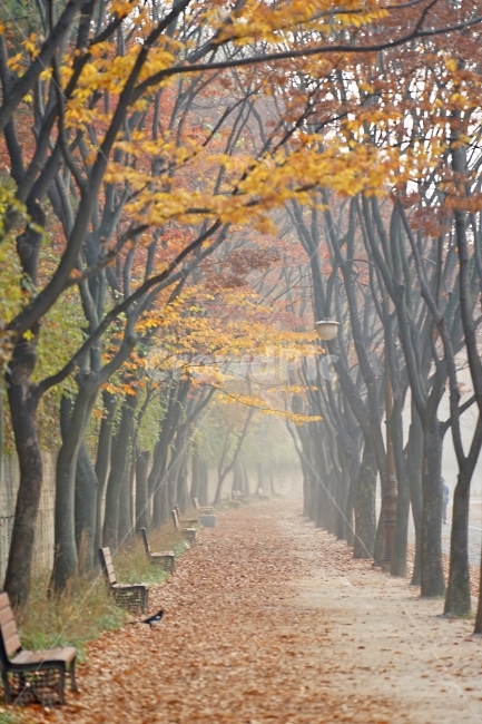 인천대공원,가을,단풍,안개,새벽,공원,가을,계절,fall,autumn,season,자연,풍경,nature,landscape,한국자연풍경,한국자연경관,korea nature landscape,plant,식물,tree,나무,tree trunk,나무 줄기