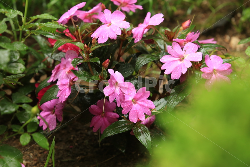 비,소경,풍경,비오는날,비오는소경,rain,식물,자연,plants,nature,꽃,flower,비,비오는날,rain,rainy