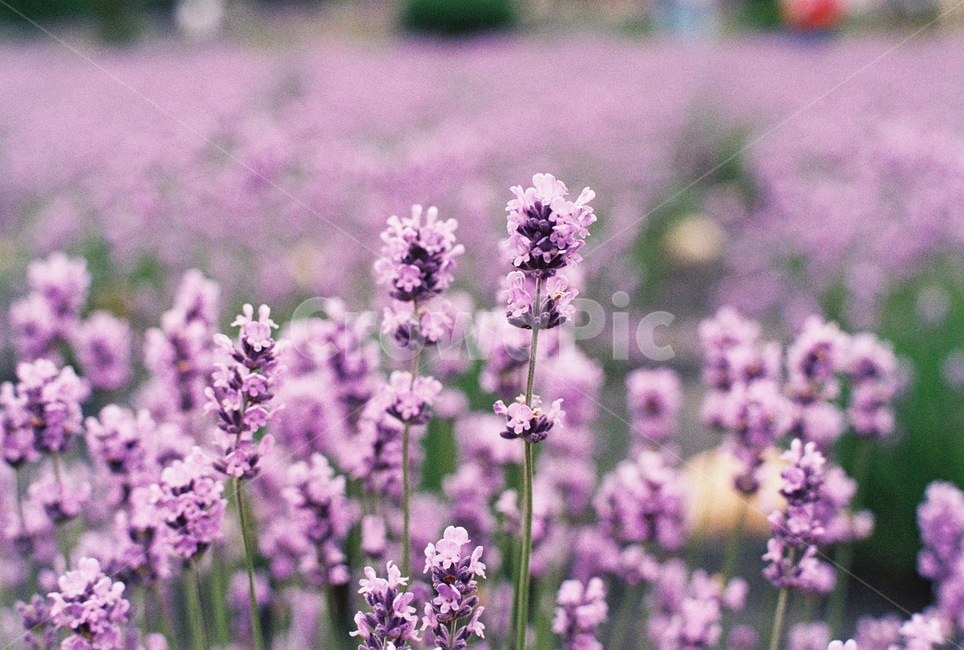 라벤더,lavender,보라색,꽃,허브,라벤더팜,flower,purple,herb,봄,자연,nature,초여름,6월,식물,자연,plants,nature,꽃,flower
