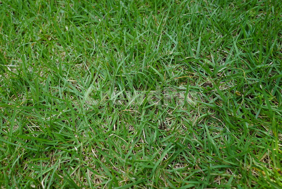 grass,잔디,plant,식물,푸르름,정원,인조잔디