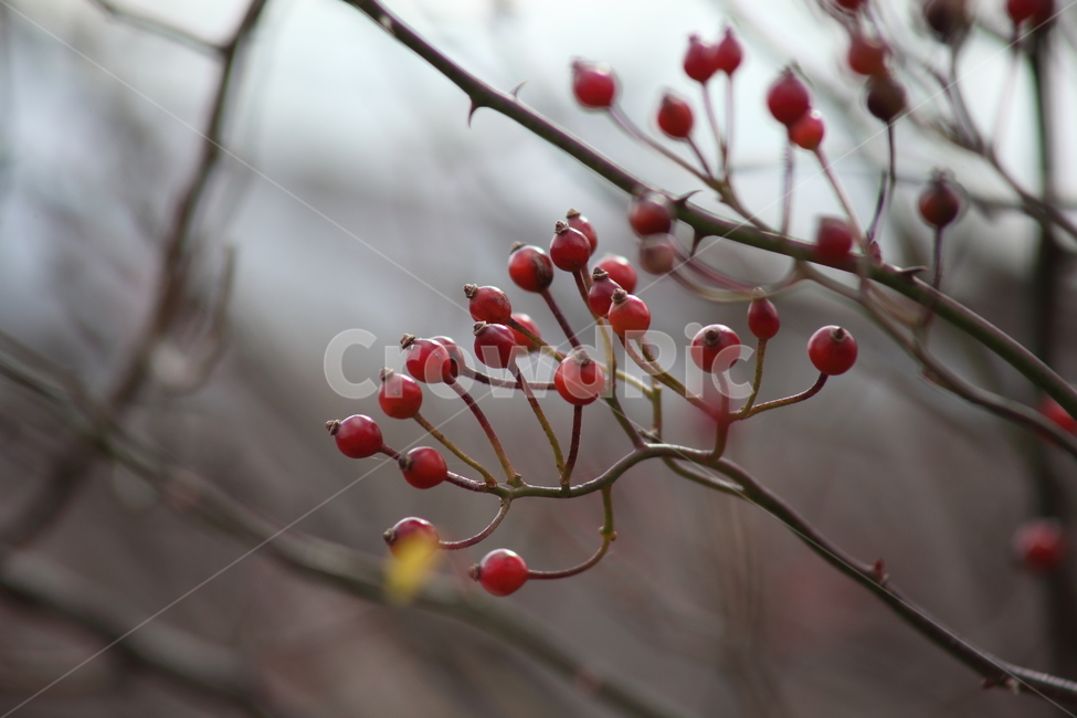 찔레,열매,식물,종자,multiflorarose,식물,자연,plants,nature,과일,열매,fruit