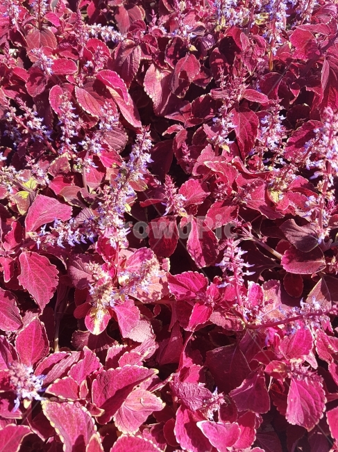 꽃,빨간꽃,식물,여름,꿀,식물,자연,plants,nature,꽃,flower