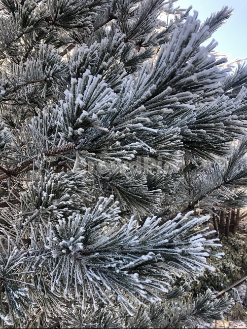 설경,눈꽃,자연,nature,트레킹,trecking,겨울,winter,겨울산,상고대,소나무