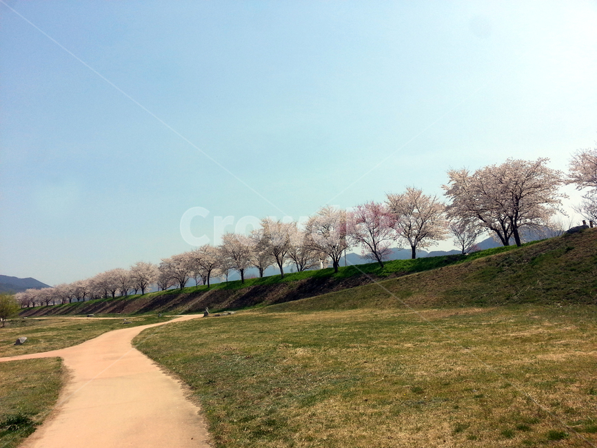 벛꽃,봄,벚나무,둑,둔치,하늘,Korea,CherryBlossom