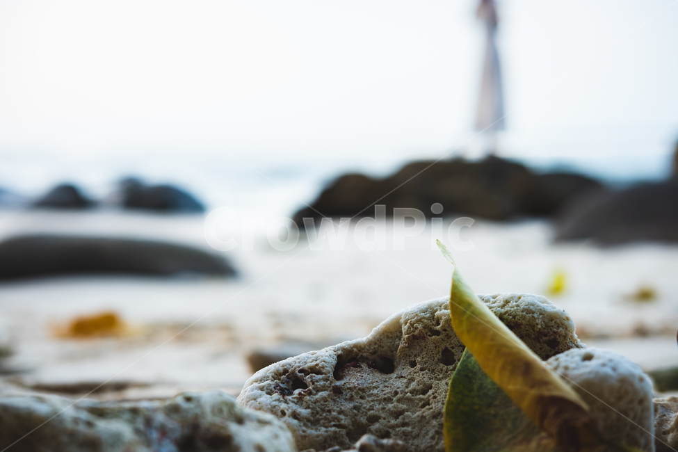 해변,뒷모습,백사장,산호,모래,바닷가,해변,바다,beach,sea