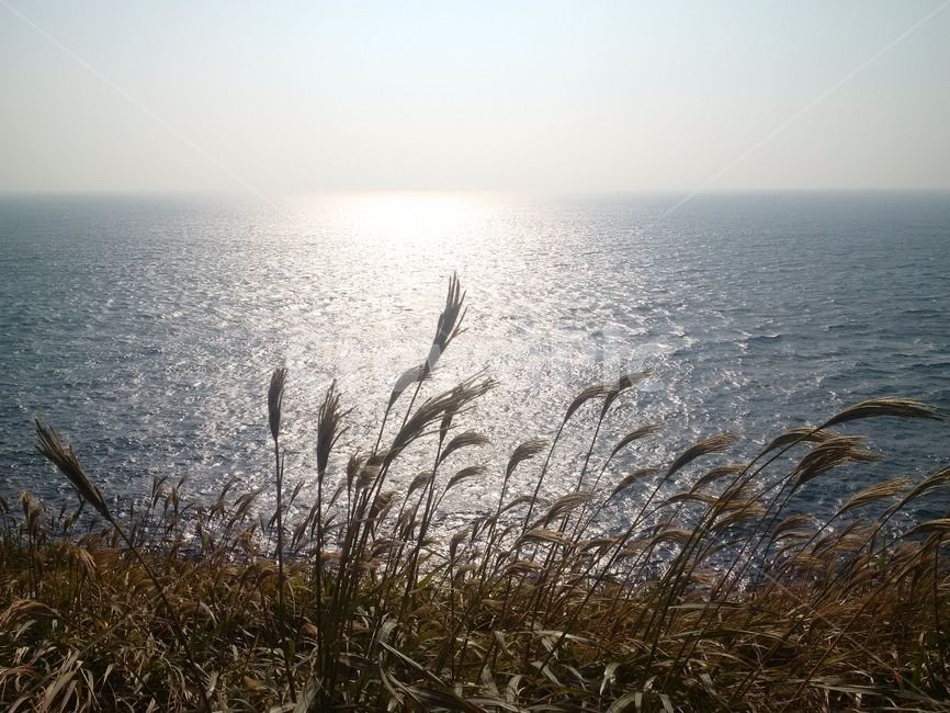 자연,바다,식물,nature,plant,sea