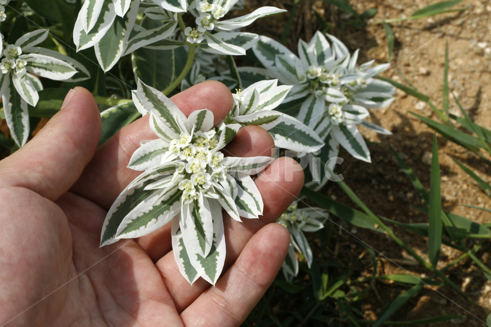 설악초,식물,꽃,여름,풀,손바닥,식물,자연,plants,nature,꽃,flower