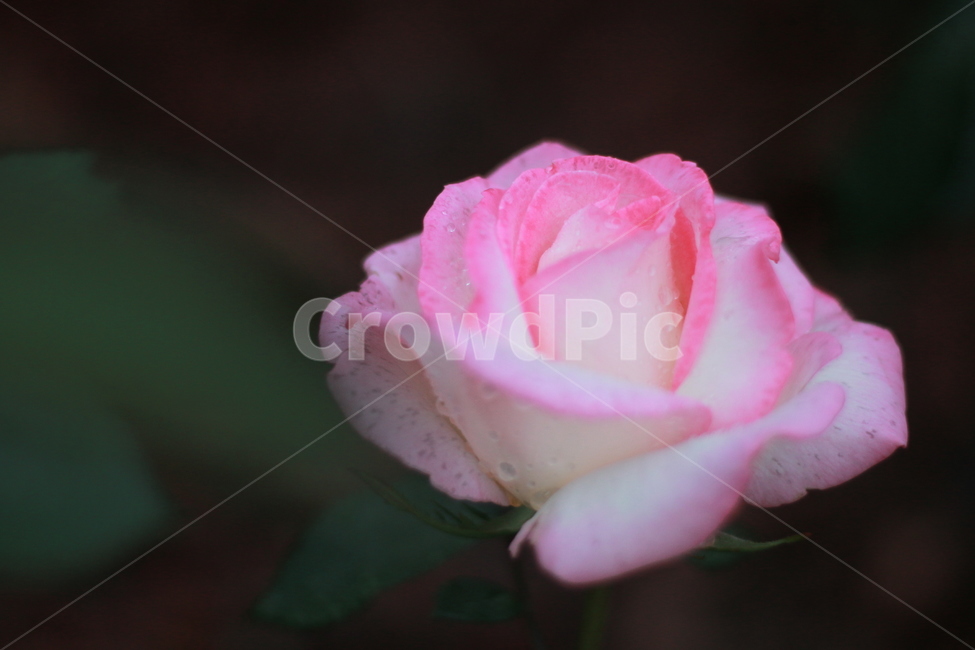 장미,꽃,식물,봄꽃,분홍장미,식물,자연,plants,nature,꽃,flower