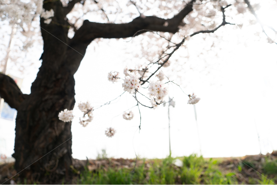 벚꽃,봄꽃,사쿠라,봄,spring,꽃,cherryblosso,계절,식물,자연