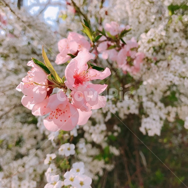 봄,벚꽃,꽃,나무,풍경,자연,꽃구경,벚꽃놀이