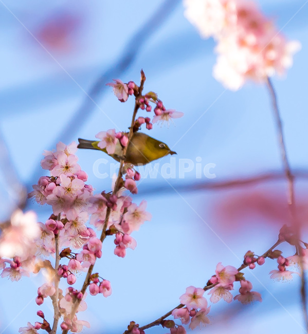 spring,봄,petal,꽃잎,벚꽃,plant,식물,blossom,flower,새,bird,동물,animal,꽃,박새,동박새,식물,자연,plants,nature