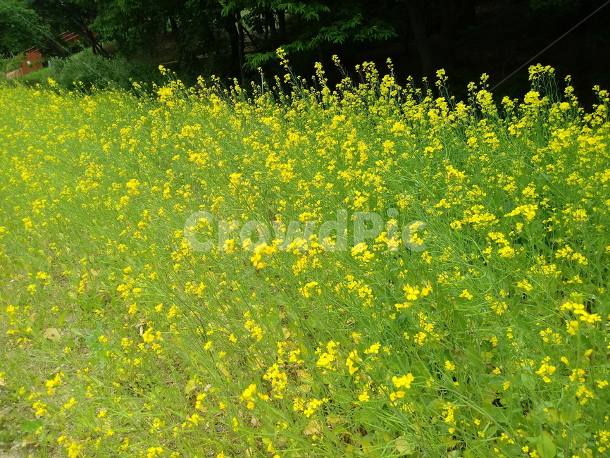 유채꾳,식물,자연,십자화과,노란색꽃,두해살이풀,관상용,rapeseed,운대,호채,봄꽃