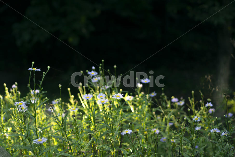 꽃,빛,자연,풀,flower,light,nature,grass,식물,자연,plants,nature,꽃,flower
