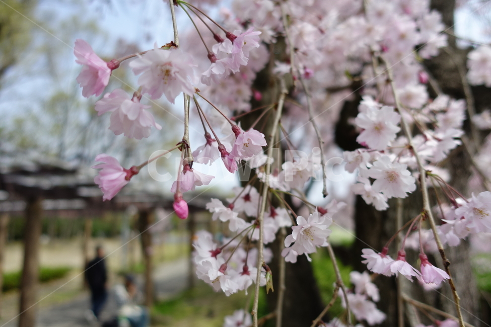 벚꽃,봄,봄꽃,벚나무,꽃,식물,봄,계절,spring,season,식물,자연,plants,nature,꽃,flower,plant,blossom