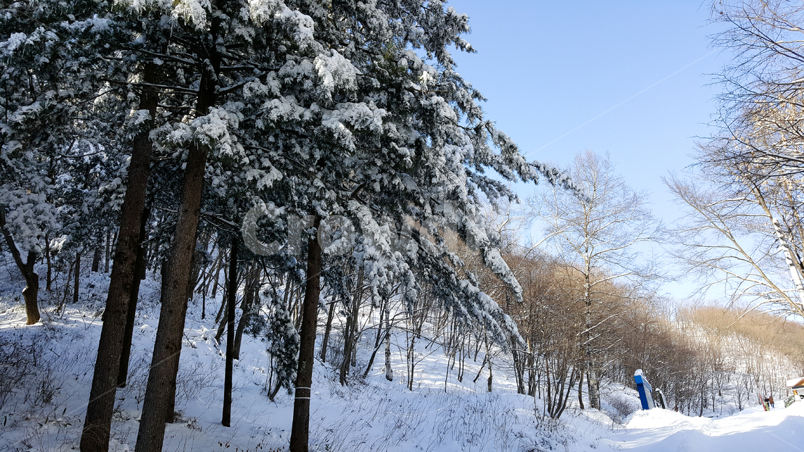 눈,snow,겨울,나무,winter,겨울,계절,winter,season
