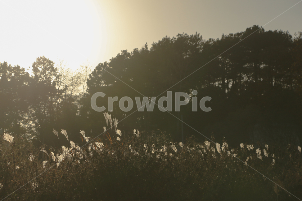 해질녘,가을,갈대,감성,색감,flare,플레어,light,빛,grass,잔디,plant,식물,자연,nature,산,나무,tree,노을,자연,풍경,nature,landscape