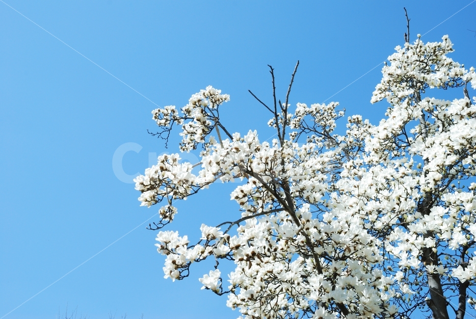 목련,나무,하늘,하얀,파랑,공원,산,조경,축제,봄,만개,여행,식물,자연,plants,nature,봄,계절,spring,season,꽃,flower,plant