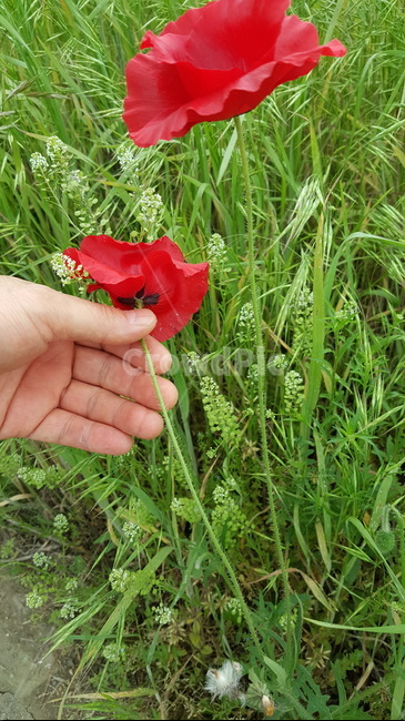 양귀비,꽃,빨간,마약,단속,식물,자연,plants,nature,꽃,flower