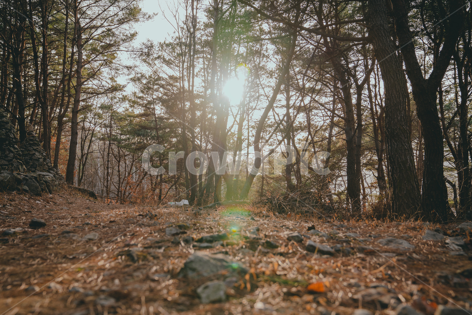 플레어,light,빛,flare,바닥,ground,자연,가을,햇빛,나무,자연,풍경,nature,landscape