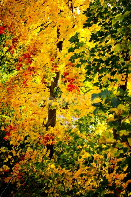 가을,단풍,나무,나뭇잎,자연,풍경,화사,화사함,식물,자연,plants,nature,가을,계절,fall,autumn,season,plant,leaf,잎,tree,maple