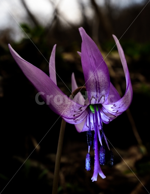얼레지,봄꽃,얼레지꽃,식물,꽃,식물,자연,plants,nature,꽃,flower