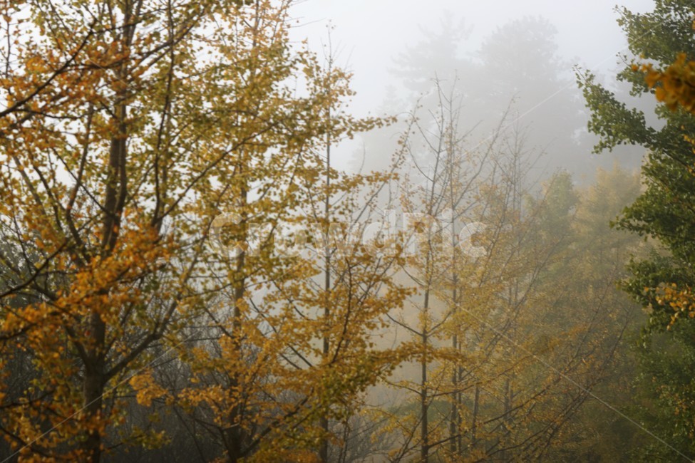 가을,은행나무,자연,나무,식물,감성,안개,단풍,풍경,자연풍경,nature,fall,autumn,trees,green,yellow,가을,계절,fall,autumn,season,weather,날씨,outdoors,옥외