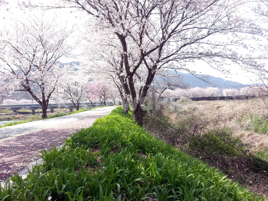 벚꽃,꽃길,벚나무,꽃눈,눈,봄,Korea,CherryBlossom,봄,계절,spring,season,식물,자연,plants,nature,꽃,flower,plant