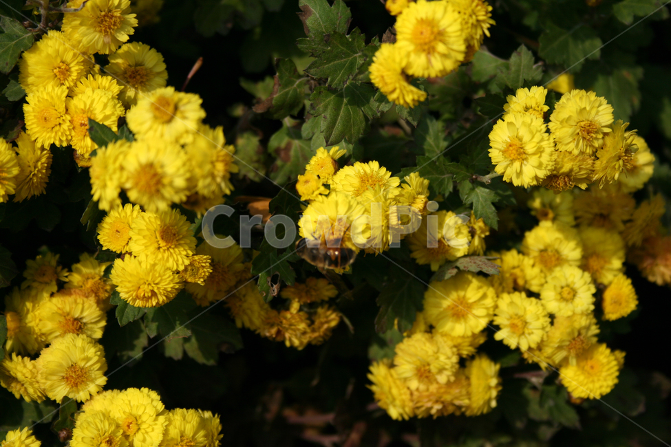 소국,국화,가을,식물,flower,plants,nature,꽃,꽃봉오리,꽃밭,벌,식물,자연,plants,nature,꽃,flower,동물,animal,곤충,벌레,insect,bug