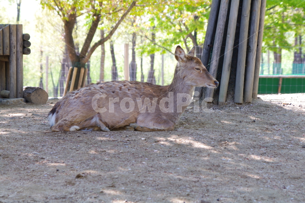 antelope,영양,animal,동물,wildlife,야생동물,mammal,포유류,사슴,deer,동물,animal,포유류,mammal