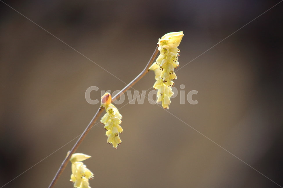히어리,꽃,식물,봄,koreanwinterhazel,봄,계절,spring,season,식물,자연,plants,nature,꽃,flower,plant,petal,꽃잎,blossom