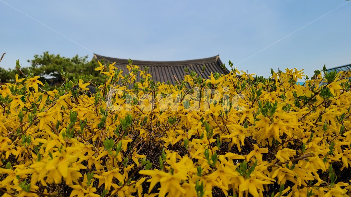 개나리,노란,노란색,꽃,봄,봄꽃,flower,봄날,개화,yellow,plant,식물