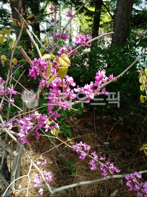 sheath tree,Paktaegi tree,Bucktaegi tree flower,legume,judastree,bead flower tree,chineseredbud,Judas tree,rice bran flower tree