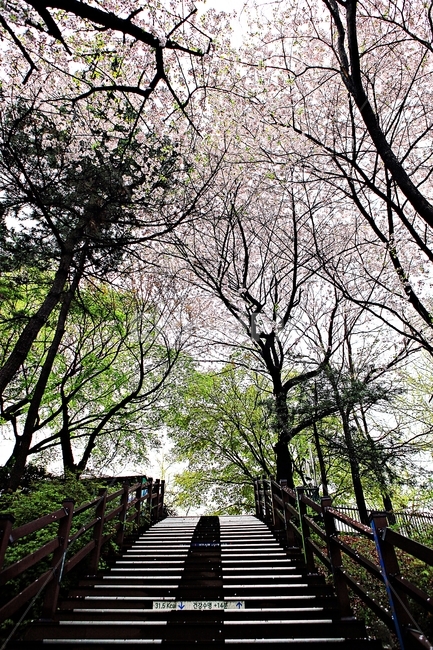 벗꽃길,길,꽃,꽃잎,풍경,자연,배경,봄,계절,spring,season,자연,풍경,nature,landscape,outdoors,옥외,garden,정원,arbour,정자