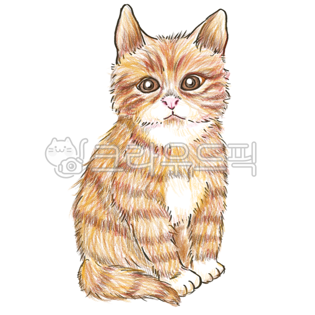 고양이,치즈고양이,동물,일러스트,아기고양이,귀여운,손그림,cat,orangecat,cheesecat,cute,animal,illust,handdrawing,kitten